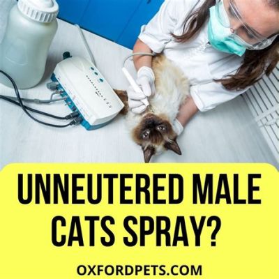 can a male cat still spray after being neutered and is it possible to train a cat not to spray indoors?