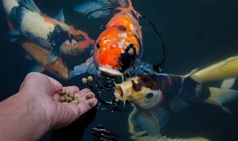 how much food to feed fish: the age-old question of feeding fish