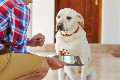 How to Force Feed a Dog: A Discussion on Ensuring Canine Nutritional Needs Without Resorting to Force