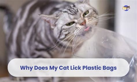 Is It Safe for My Cat to Lick Plastic Bags? Exploring Feline Curiosity and Potential Hazards