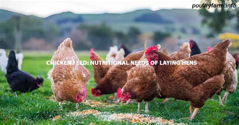 what is layer feed for chickens? When considering the nutritional needs of laying hens, one must explore the intricate world of egg production and its impact on their health.