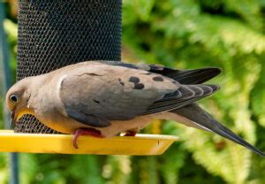 what to feed mourning doves and why we should appreciate the simple joys of nature